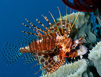 Image of Pterois paucispinula 