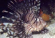 Image of Pterois volitans (Red lionfish)