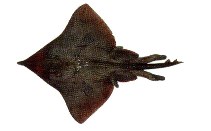 Image of Dipturus flavirostris 