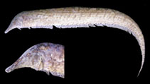 Image of Rhamphichthys hahni (Roundnose knifefish)