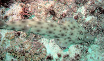 Image of Acroteriobatus leucospilus (Grayspottted guitarfish)