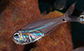 Image of Rhabdamia novaluna (New-moon cardinalfish)