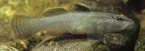 Image of Rhinogobius ogasawaraensis 