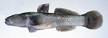 Image of Rhinogobius ogasawaraensis 