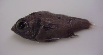 Image of Rosenblattia robusta (Stout cardinalfish)