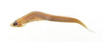 Image of Rusichthys plesiomorphus 