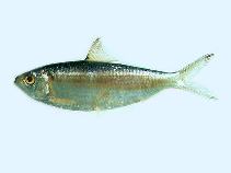 Image of Sardinella hualiensis (Taiwan sardinella)