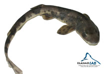 Image of Schroederichthys bivius (Narrowmouthed catshark)