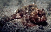 Image of Scorpaena isthmensis (Smooth-cheek scorpionfish)