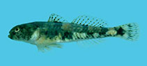 Image of Schismatogobius marmoratus 