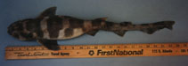 Image of Scyliorhinus meadi (Blotched catshark)
