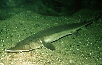 Image of Scaphirhynchus platorynchus (Shovelnose sturgeon)