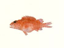 Image of Scorpaenodes smithi (Little scorpionfish)