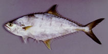 Image of Scomberoides tala (Barred queenfish)
