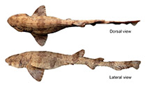 Image of Scyliorhinus ugoi (Dark freckled catshark)