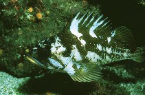 Sebastes carnatus, Gopher rockfish