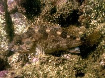 Image of Sebastiscus marmoratus (False kelpfish)