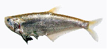 Image of Setipinna melanochir (Dusky-hairfin anchovy)