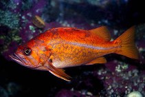 Image of Sebastes pinniger (Canary rockfish)