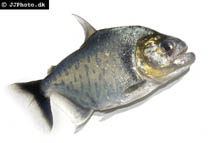 Image of Serrasalmus serrulatus 