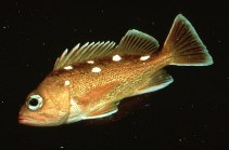 Image of Sebastes umbrosus (Honeycomb rockfish)