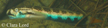 Image of Sicyopterus lagocephalus (Red-tailed goby)