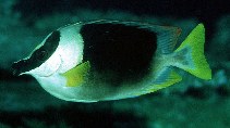 Image of Siganus magnificus (Magnificent rabbitfish)