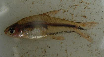 Image of Spintherobolus ankoseion 