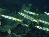 Image of Sphyraena flavicauda (Yellowtail barracuda)