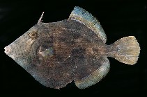 Image of Stephanolepis cirrhifer (Threadsail filefish)