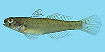 Image of Stenogobius fehlmanni 