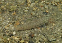 Image of Stenogobius genivittatus (Chinstripe goby)