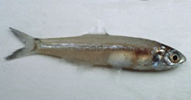 Image of Stolephorus waitei (Spotty-face anchovy)