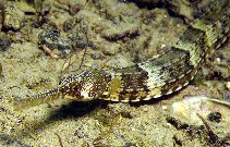 Image of Syngnathus acus (Greater pipefish)