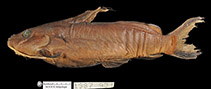 Image of Synodontis levequei 