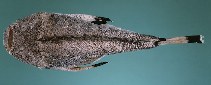 Image of Synanceia nana (Red Sea stonefish)