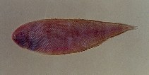 Image of Symphurus plagusia (Duskycheek tonguefish)