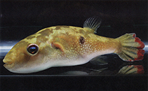 Leiodon cutcutia, Ocellated pufferfish