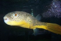 Image of Tetraodon mbu (Fresh water puffer fish)