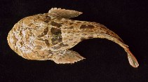 Image of Thalassophryne maculosa (Cano toadfish)