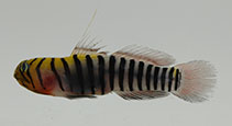 Image of Tigrigobius zebrellus (Zebrette goby)