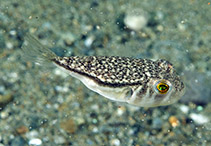 Image of Torquigener hypselogeneion (Orange-spotted toadfish)