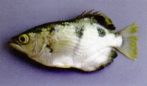Image of Toxotes microlepis (Smallscale archerfish)