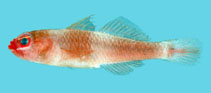 Image of Trimma dalerocheila (Hotlips pygmygoby)