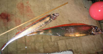 Image of Trachipterus fukuzakii (Tapertail ribbonfish)