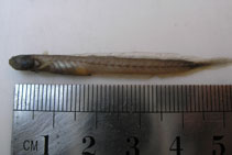 Image of Trypauchenopsis intermedia (Bearded Eel Goby)