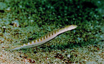 Image of Trichonotus nikii 