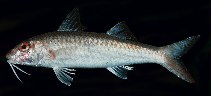 Image of Upeneus guttatus (Two-tone goatfish)