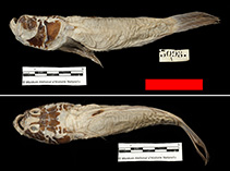 Image of Uranoscopus filibarbis 