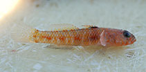 Image of Vanneaugobius dollfusi (Dollfus’ goby)